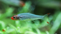 Rummy Nose Rasbora