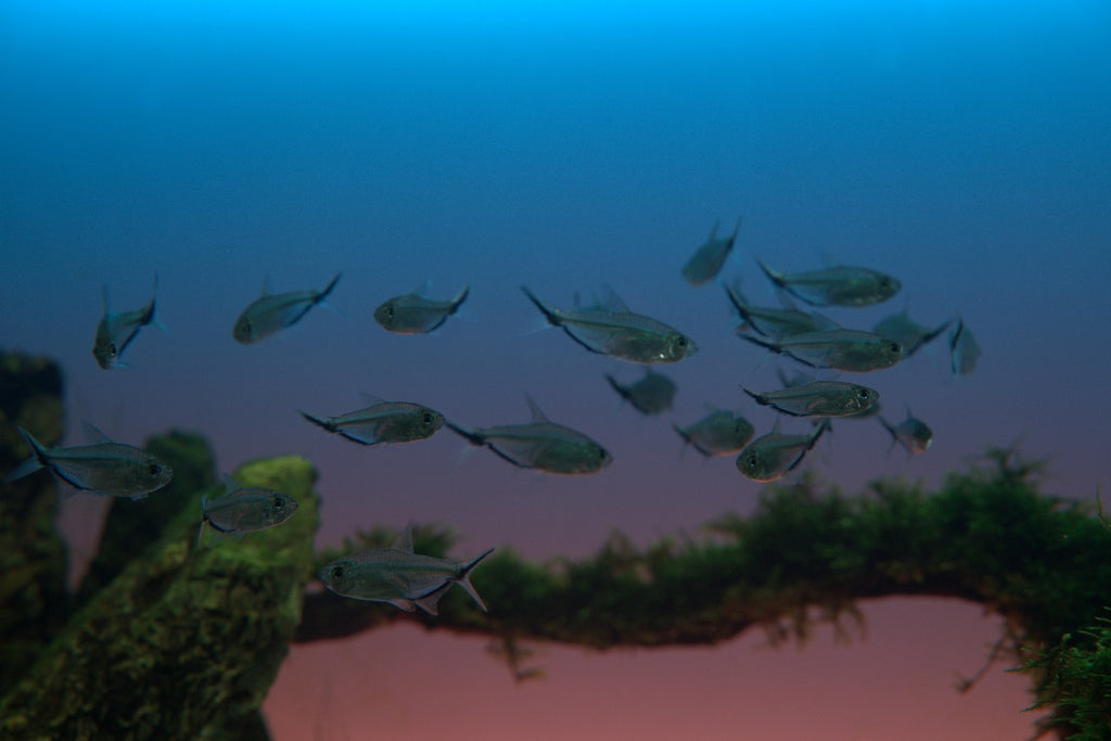 Costae tetra