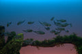 Costae tetra