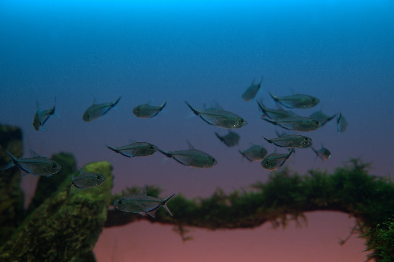 Costae tetra