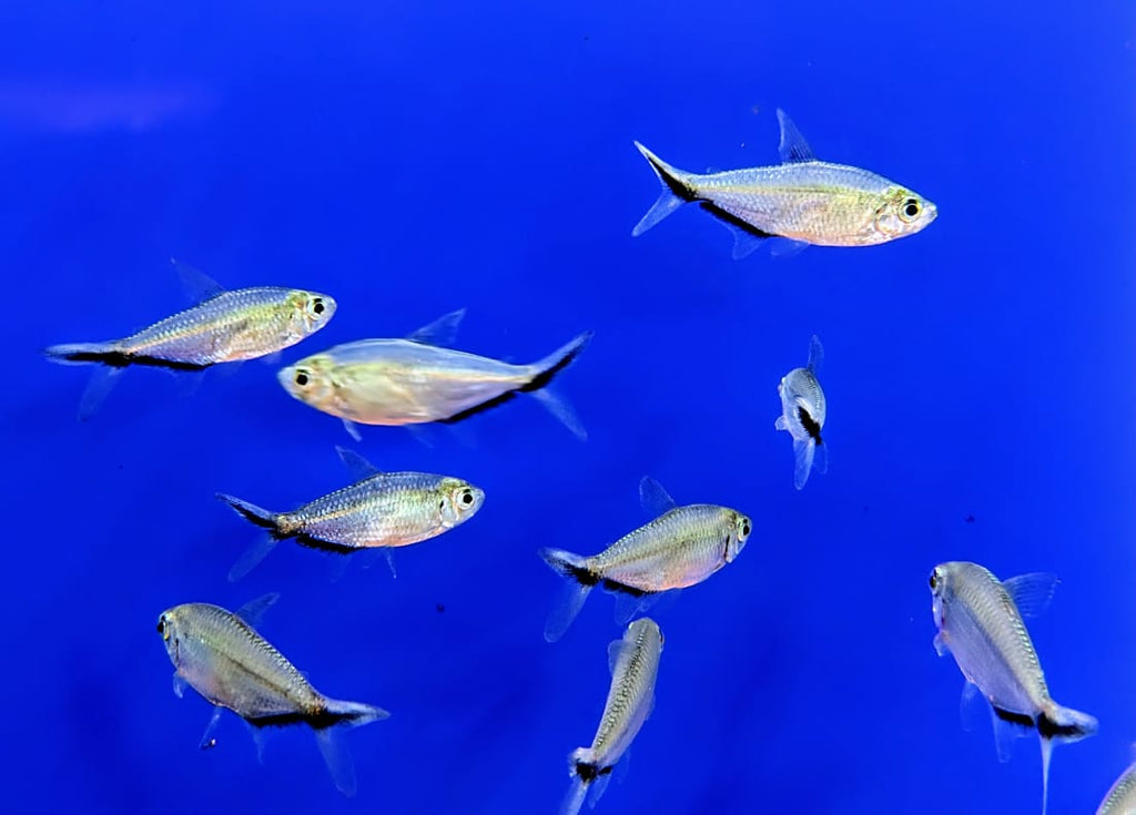 Costea tetra