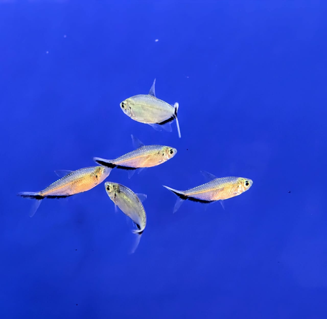 Costea tetra