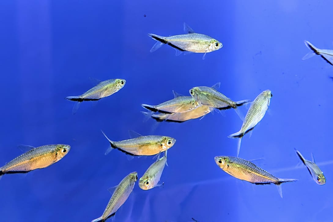 Costea tetra