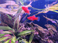 Coral Red Platy