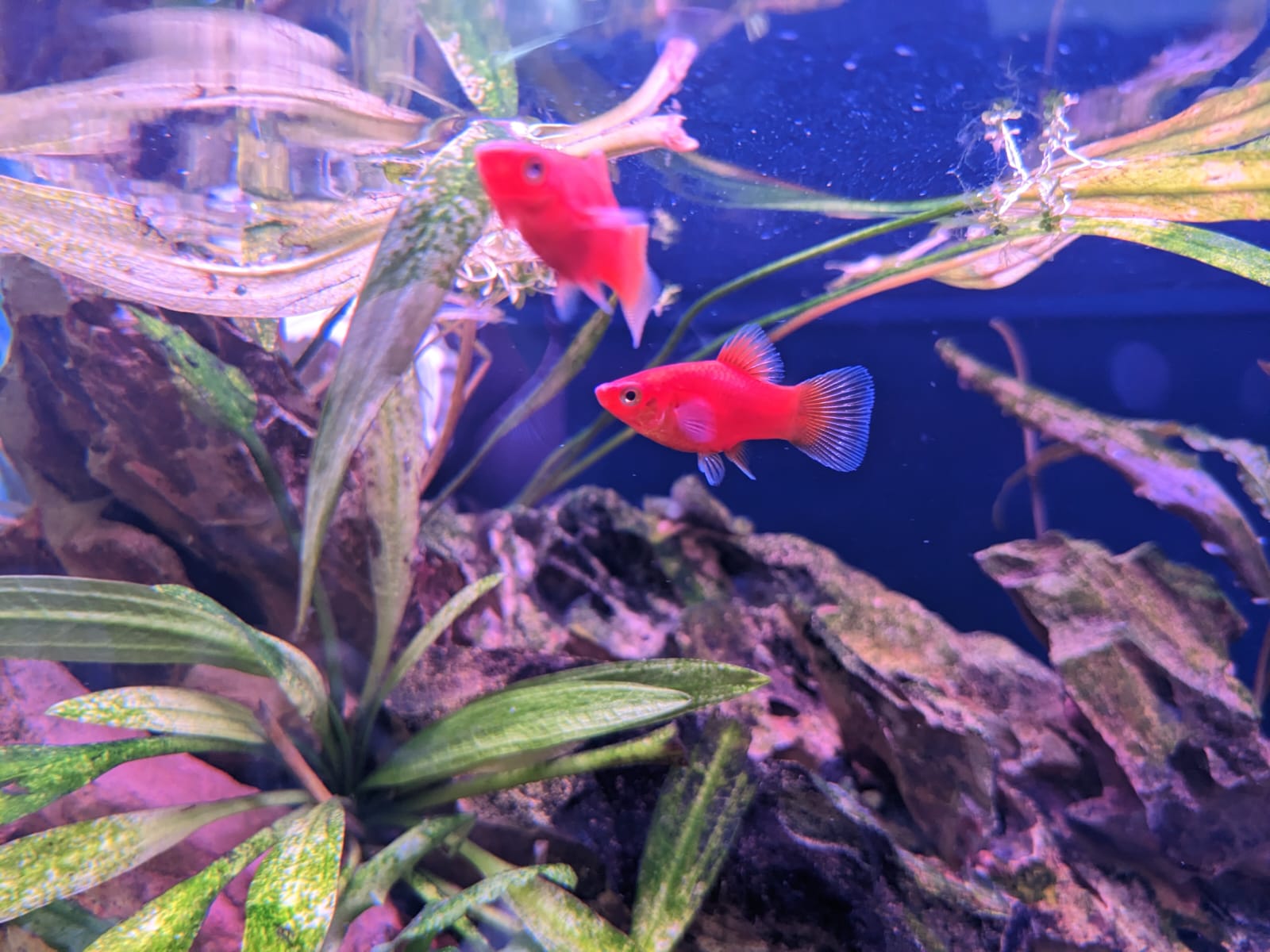 Coral Red Platy