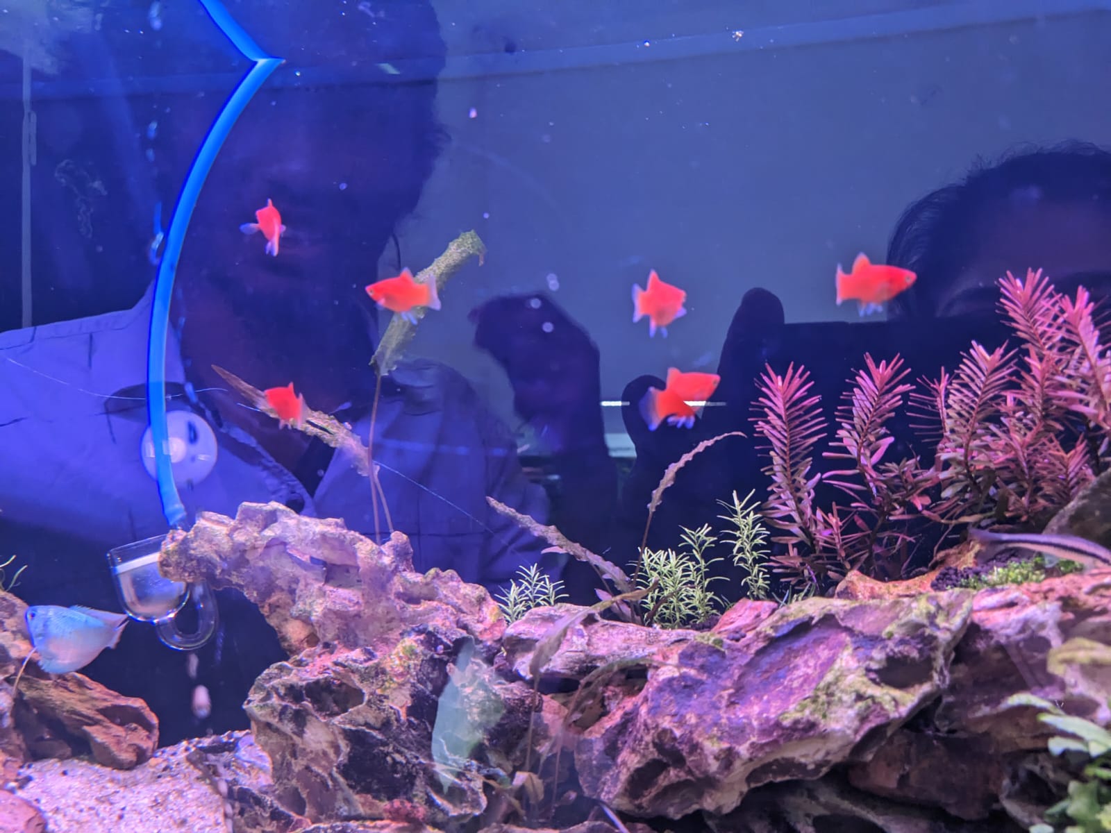 Coral Red Platy