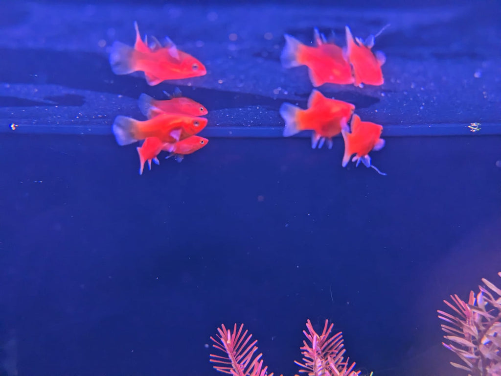 Coral Red Platy