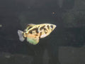 archer fish