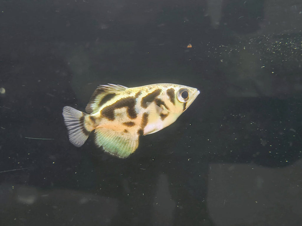 archer fish