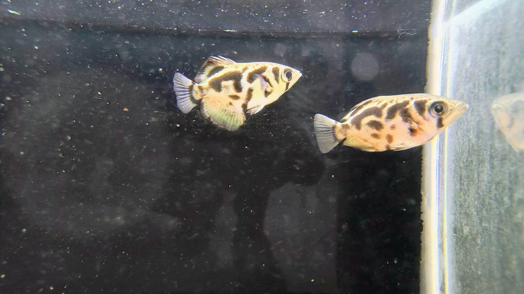 archer fish