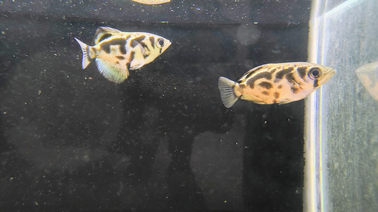 archer fish
