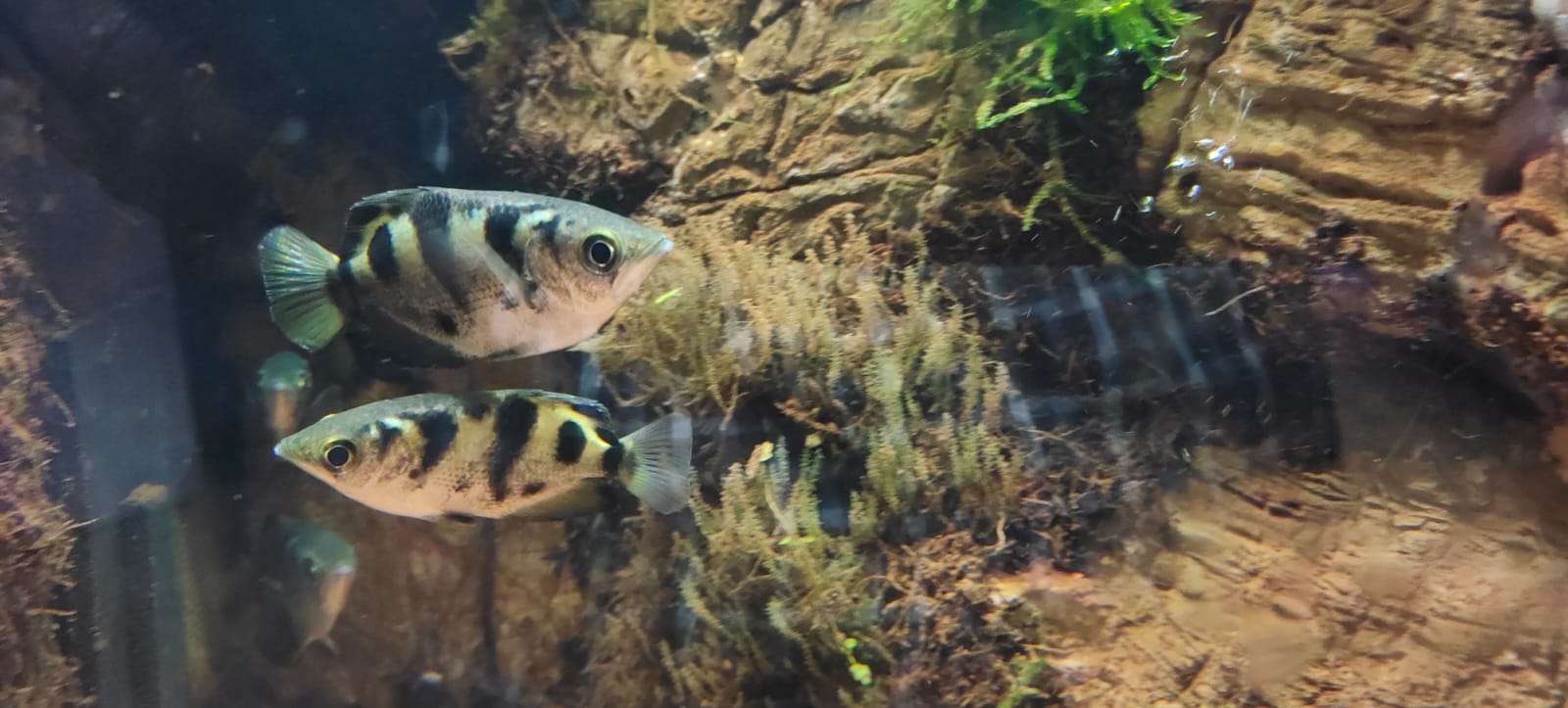 Golden Archer Fish