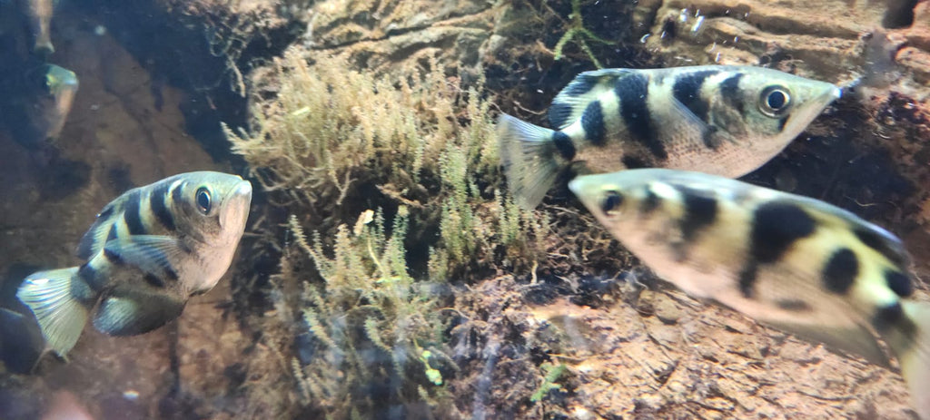 Golden Archer Fish