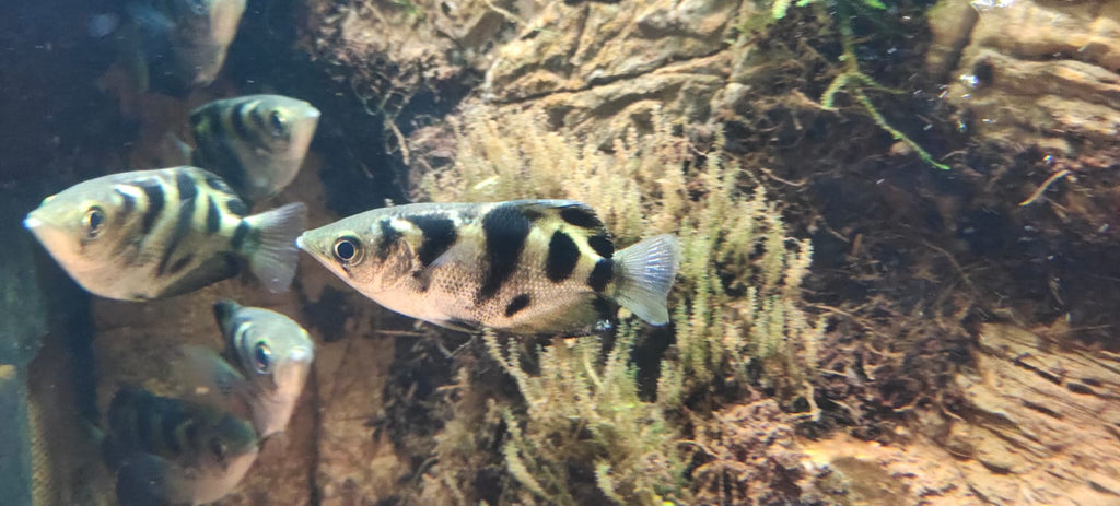 Golden Archer Fish