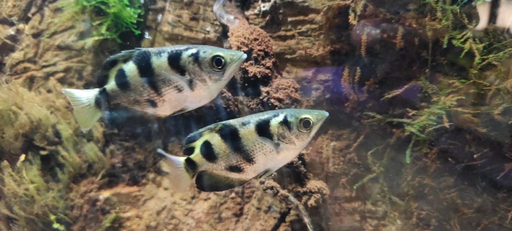 Golden Archer Fish