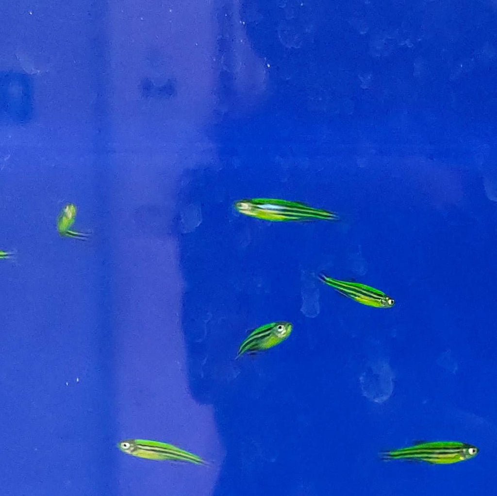 Zebra - danio darkgreen