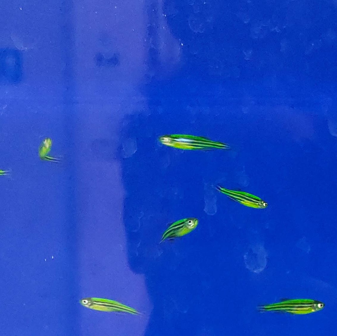 Zebra - danio darkgreen