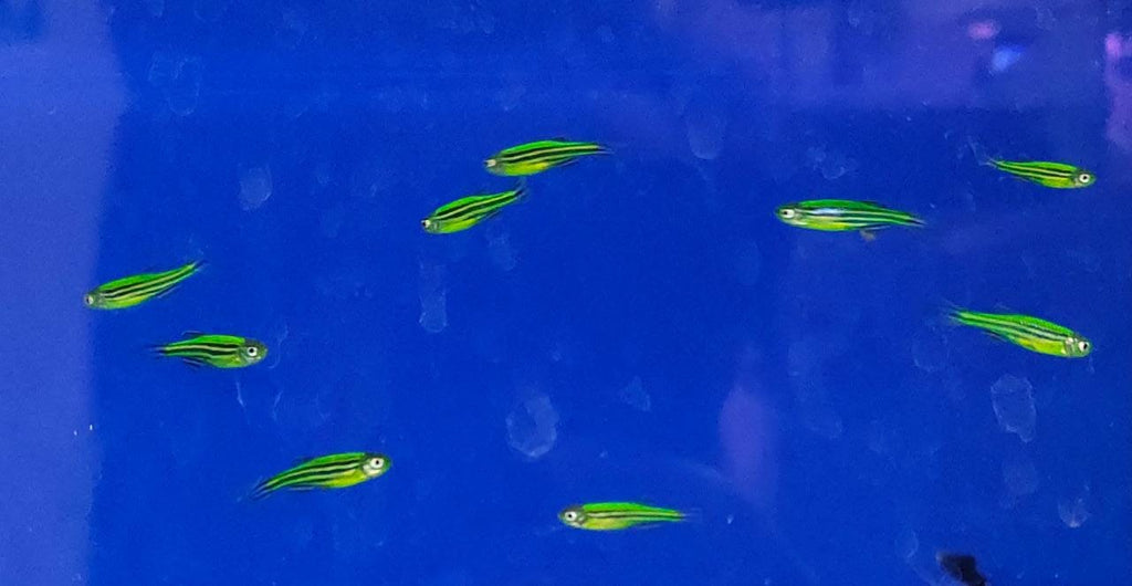 Zebra - danio darkgreen