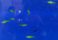 Zebra - danio darkgreen