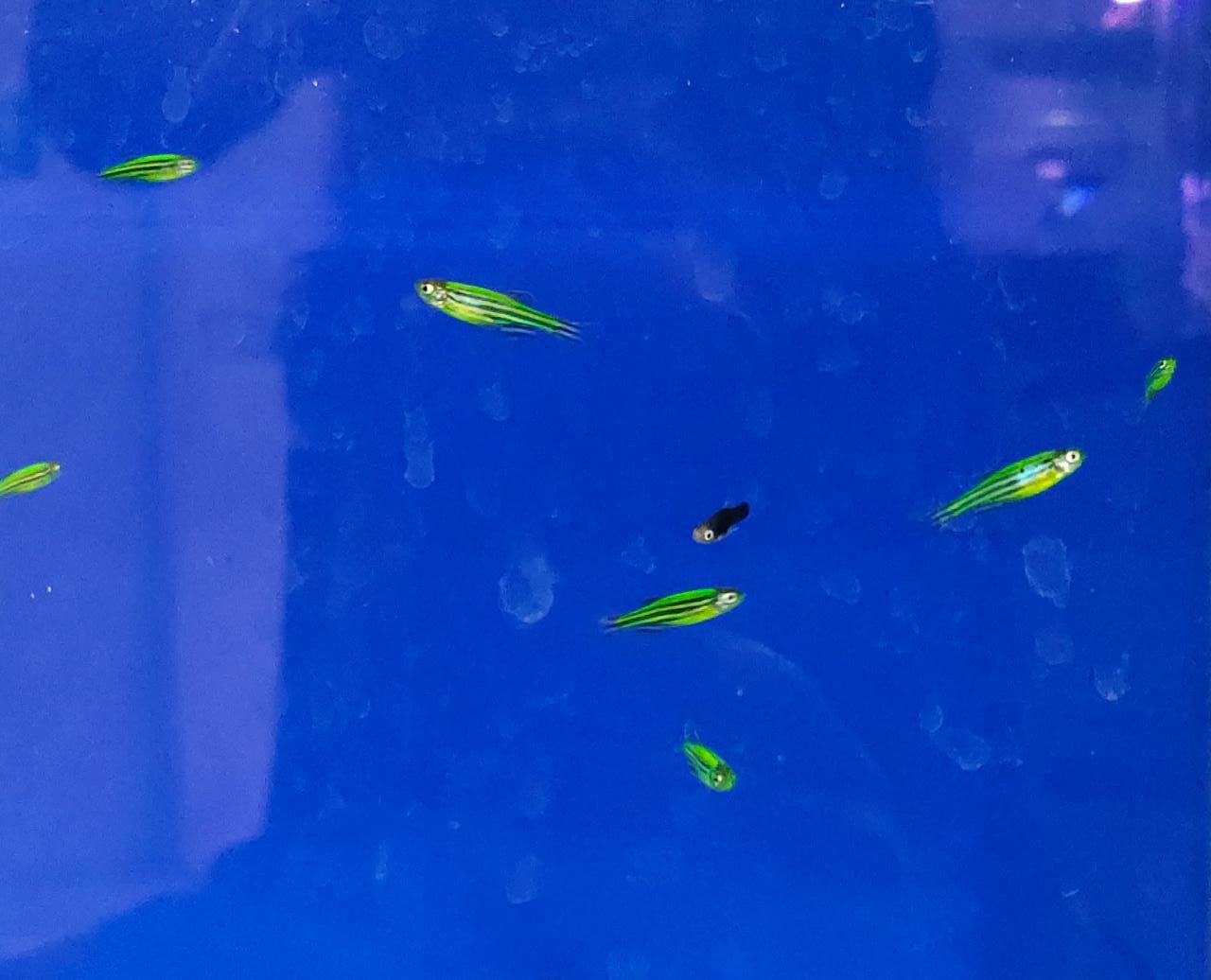 Zebra - danio darkgreen