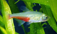 Rathbuni Bloodfin Tetra