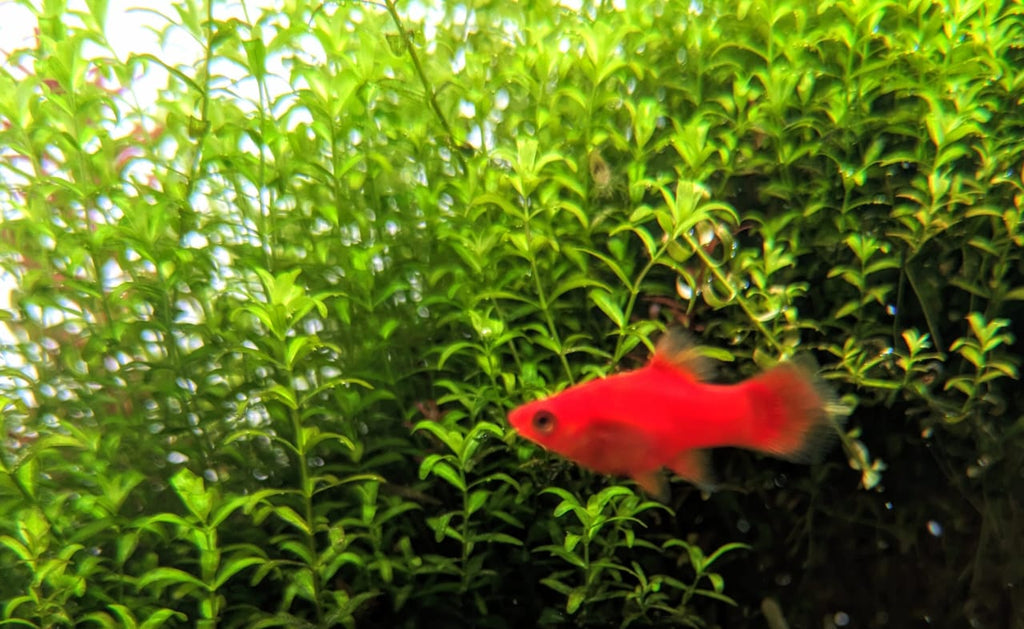 Red platy (