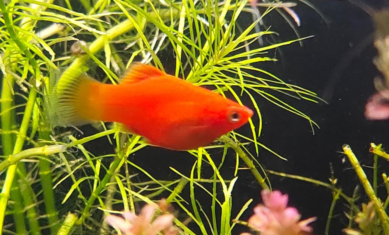 Red platy