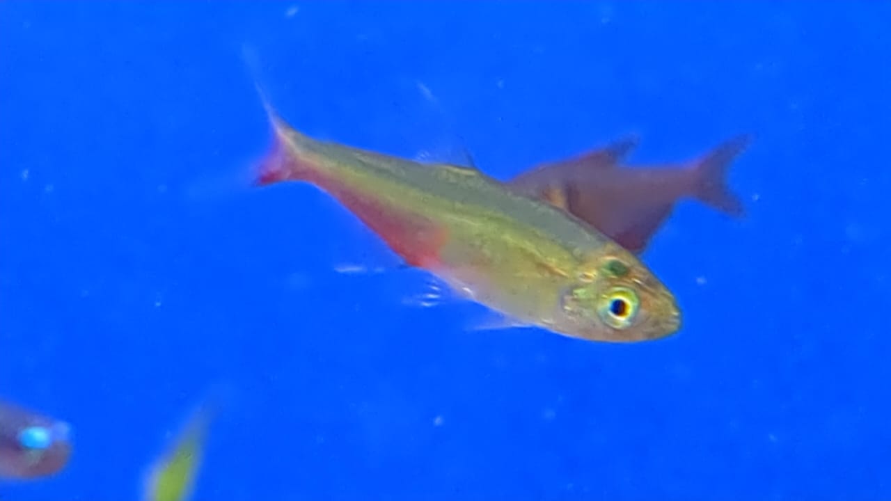 Glass Blood Fin Tetra