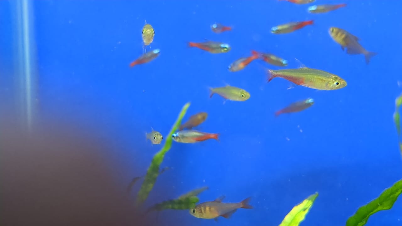 Glass Blood Fin Tetra
