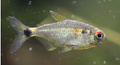 head and tail light tetra