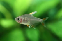 white fin tetra