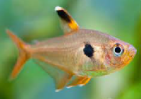 Rozy Tetra