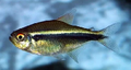 Black Diamond Neon Tetra