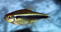 Black Diamond Neon Tetra
