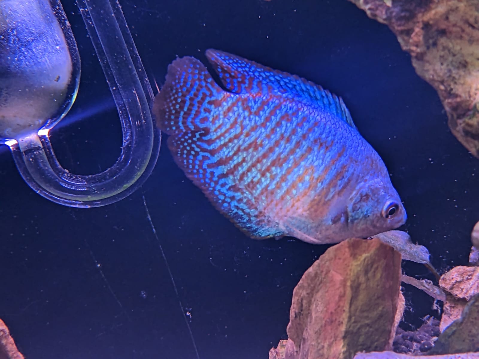 Dwarf Rainbow Gourami