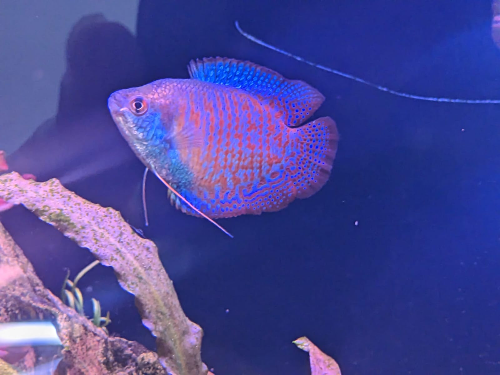Dwarf Rainbow Gourami
