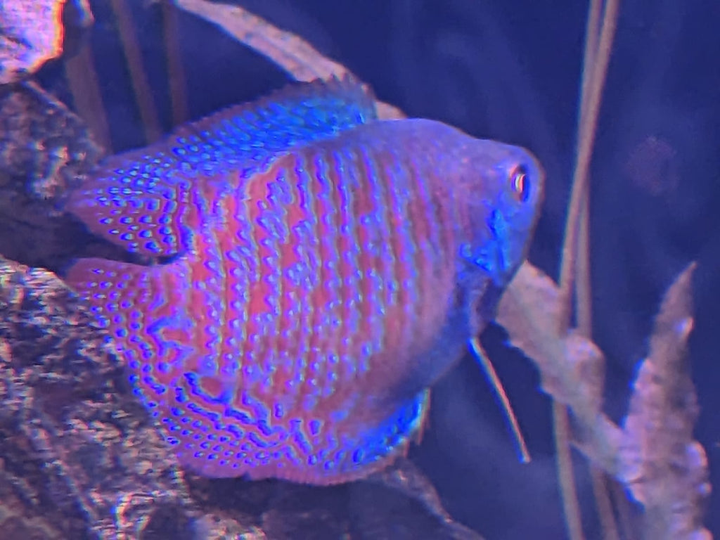 Dwarf Rainbow Gourami