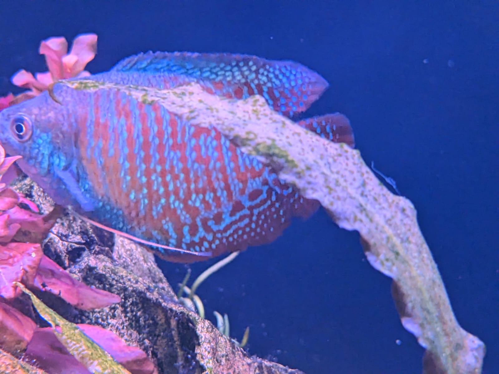 Dwarf Rainbow Gourami