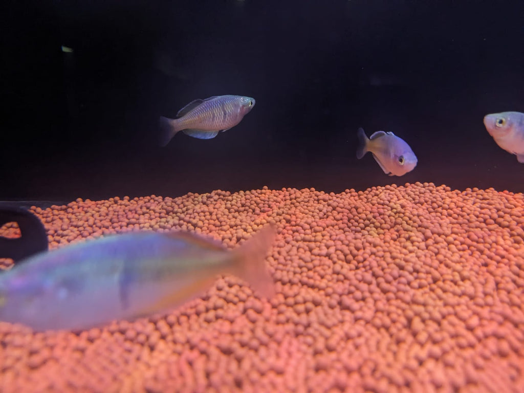 Boesemani rainbow