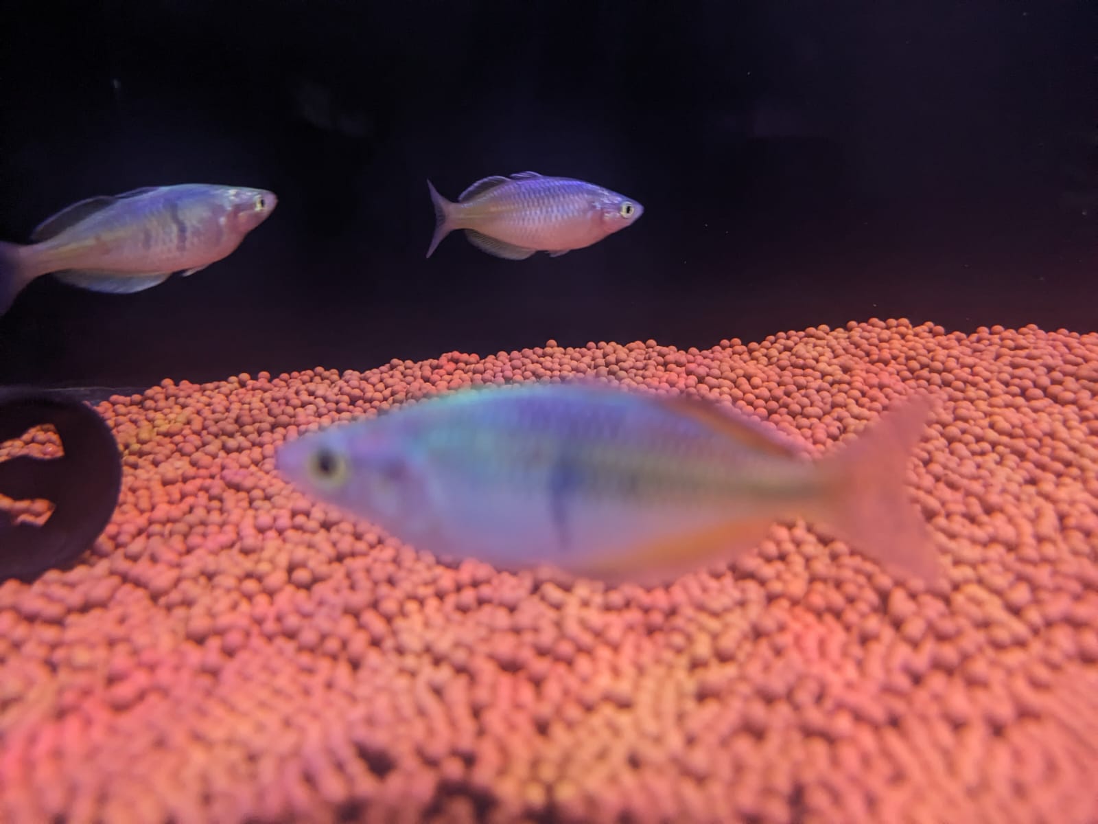 Boesemani rainbow (2)