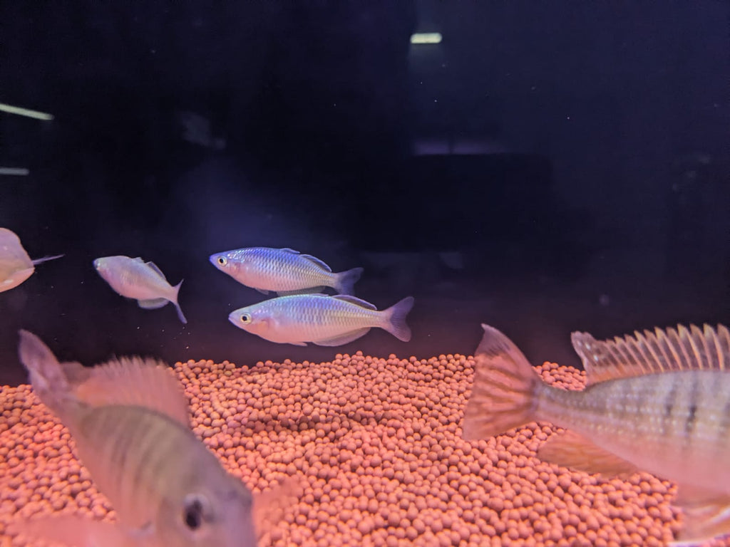 Boesemani rainbow
