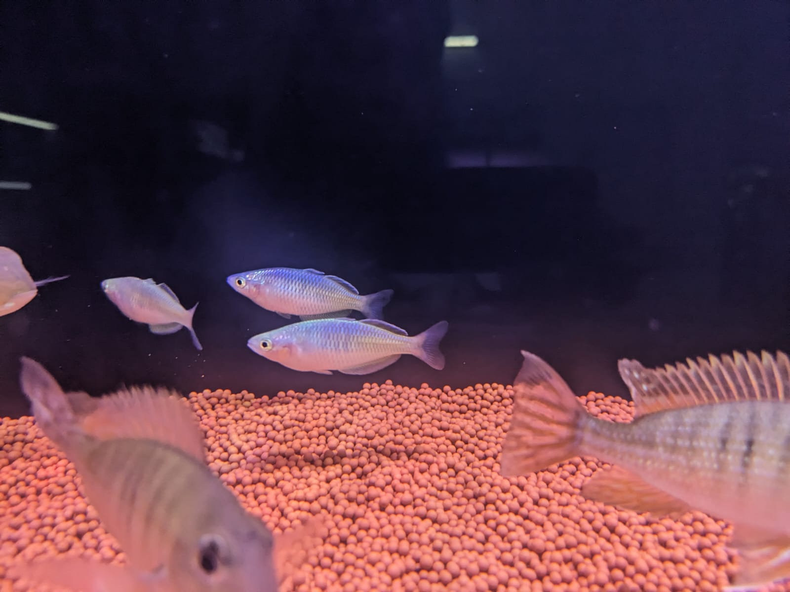 Boesemani rainbow