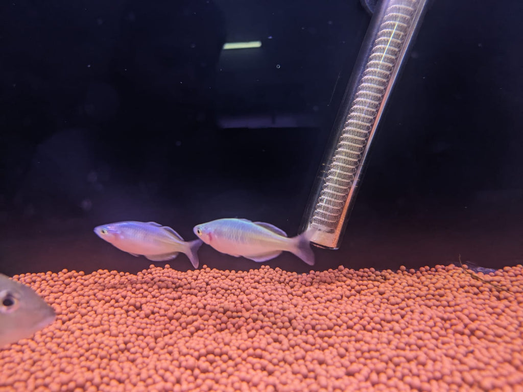 Boesemani rainbow