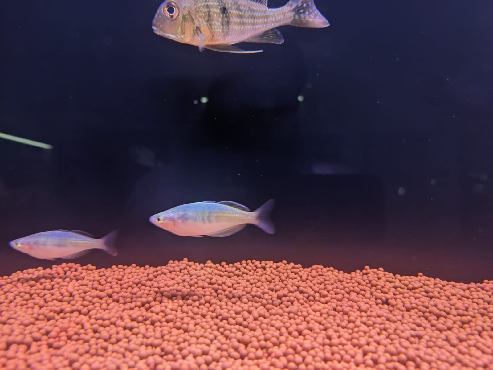Boesemani rainbow
