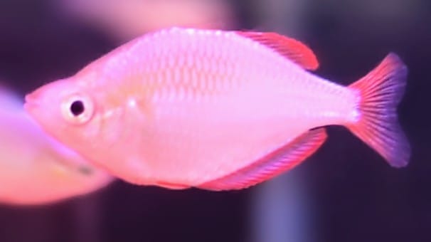 Boesemani rainbow