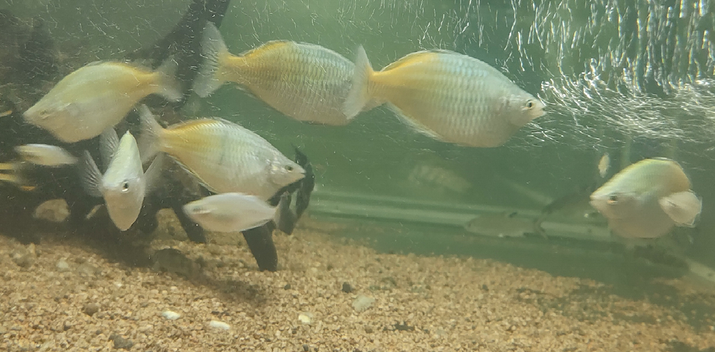 Boesemani rainbow