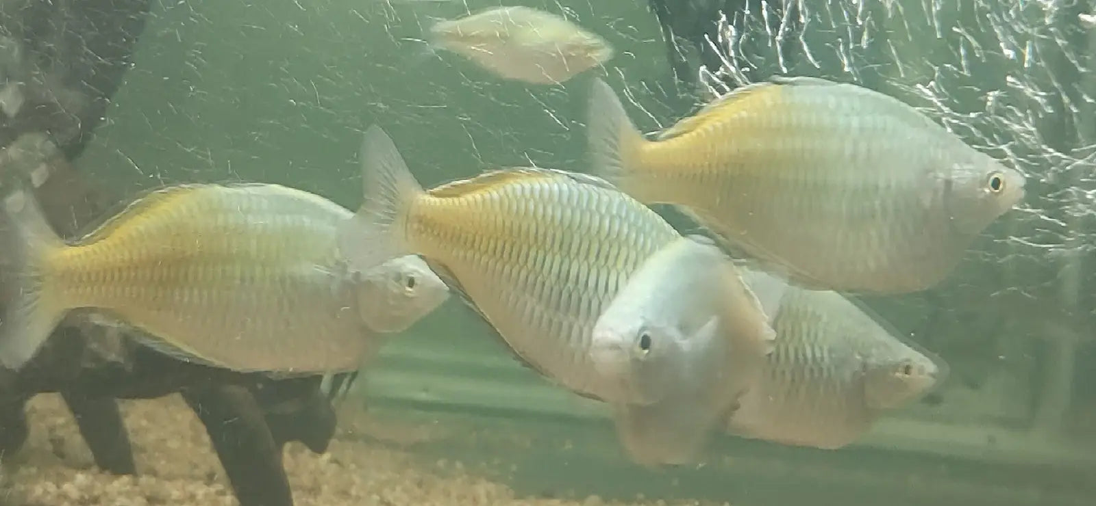 Boesemani rainbow