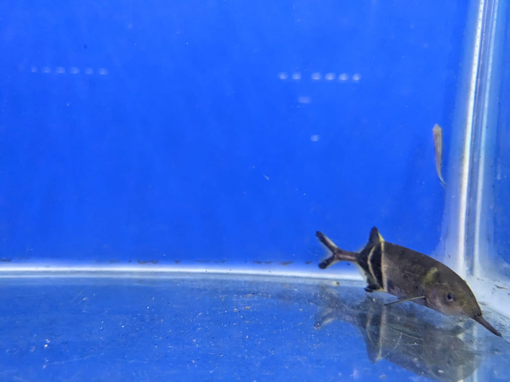 Elephant Nose Fish