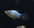 Neon Platy (1)