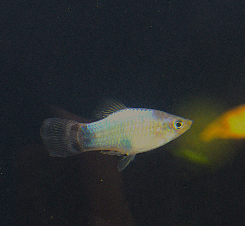 Neon Platy (2)